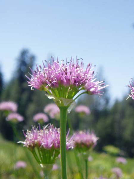 Swamp Onion