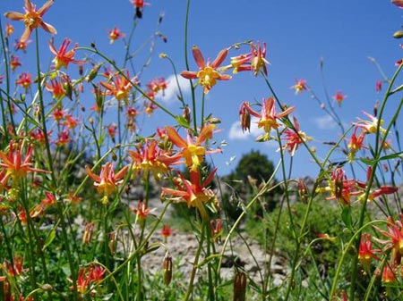 Crimson Columbine