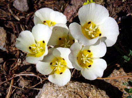 A bunch of Calochortus Leichtlinii