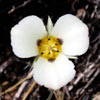 Mariposa Lily