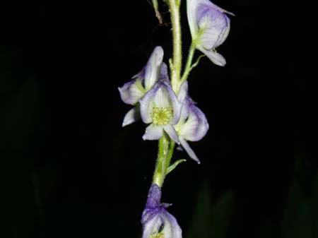 Wolfsbane WildFlower