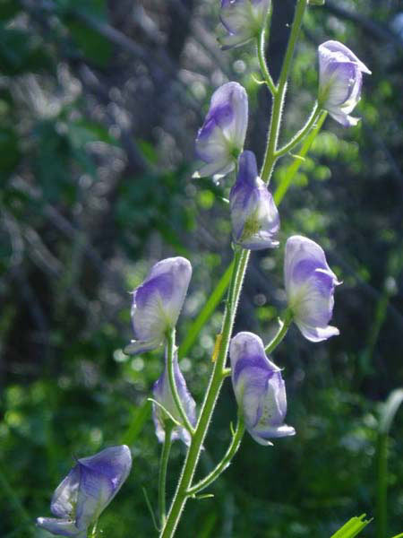 Monkshood Flower