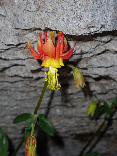 Crimson Columbine by a Rock