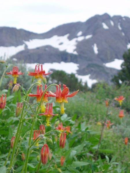 Aquilegia formosa in front of Snowy Mountains