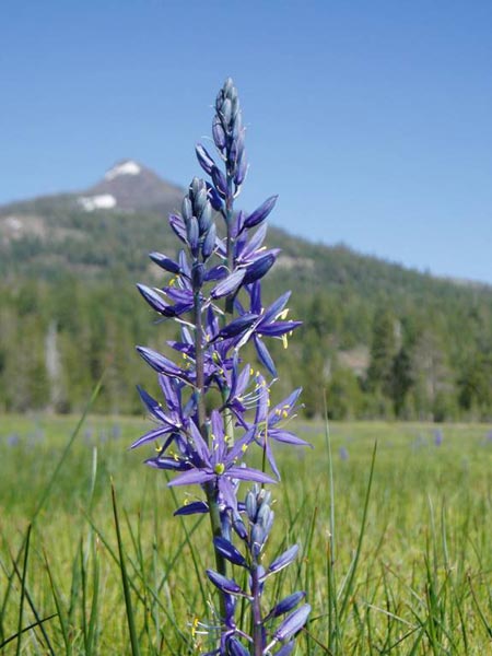 Wildflower: Camas Lily