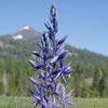 Camas Lily