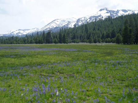 Sierra Wildflower: Lily