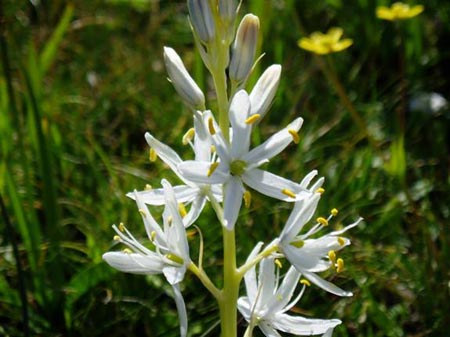 Camassia quamash