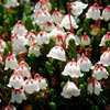 White Mountain Heather