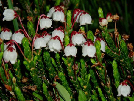 wildflower photo