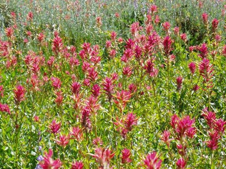 Field of Great Red Paintbrush