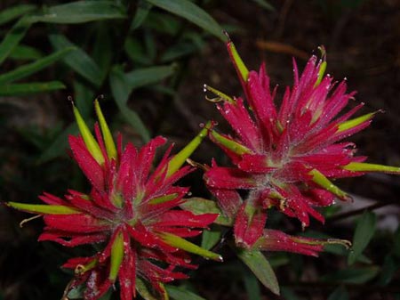 Great Red Paintbrush