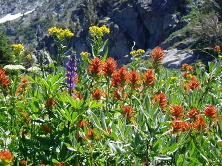 Great Red Paintbrush