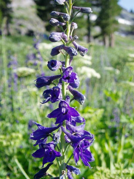 wildflower photo