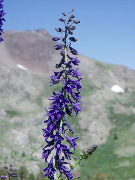 wildflower photo