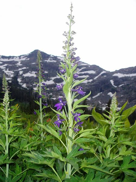 wildflower photo