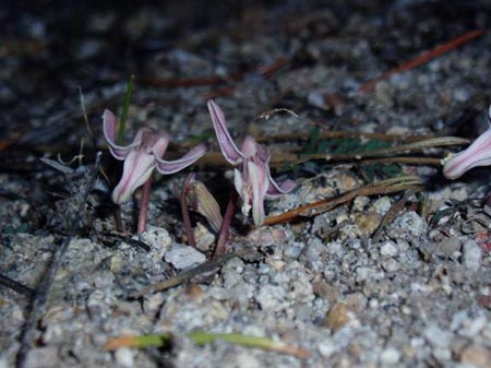 wildflower photo