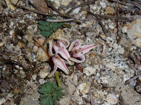 wildflower photo