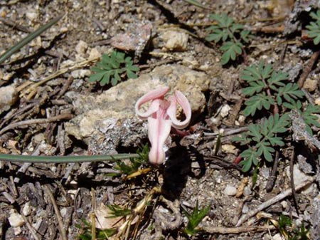 wildflower photo