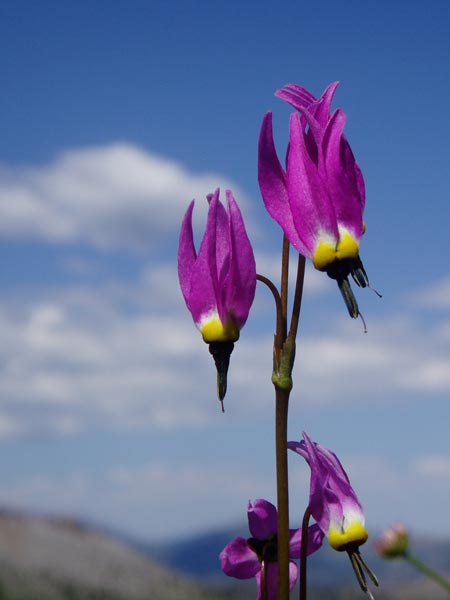 wildflower photo