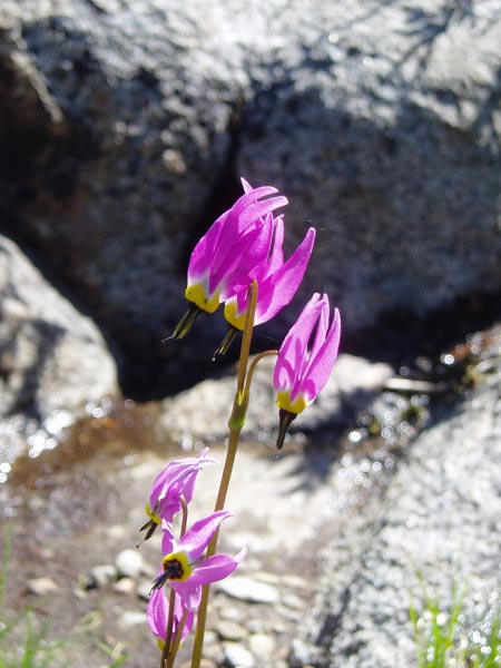 wildflower photo