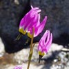 wildflower photo