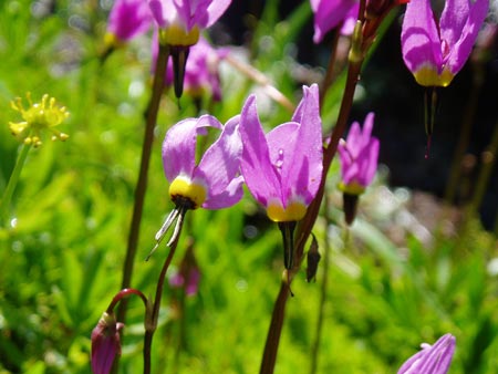 wildflower photo