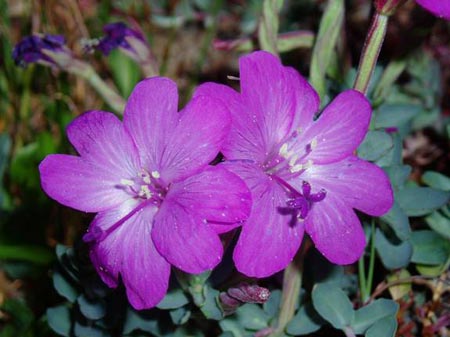 wildflower photo