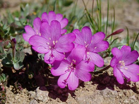 wildflower photo