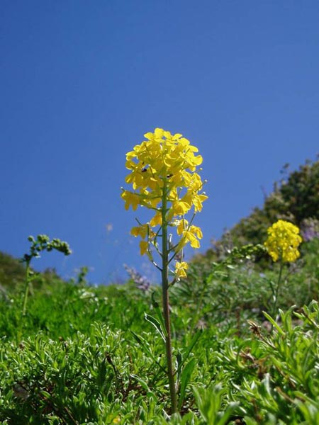 wildflower photo