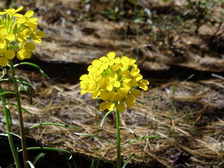 wildflower photo