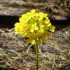 wildflower photo