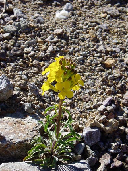 wildflower photo