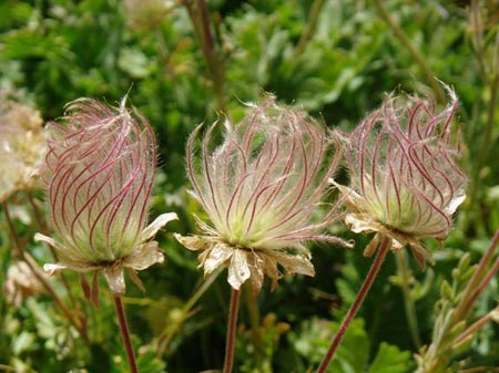 wildflower photo