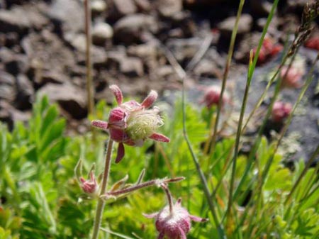 wildflower photo