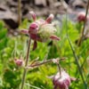 wildflower photo