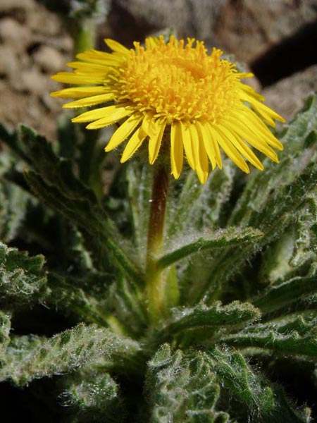 wildflower photo