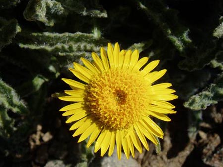 wildflower photo