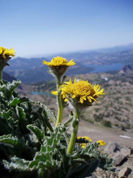 wildflower photo