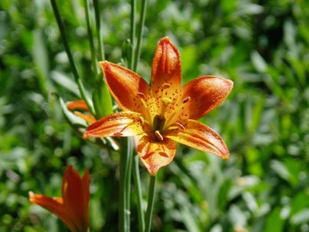 wildflower photo