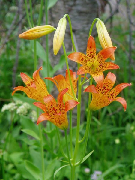 wildflower photo