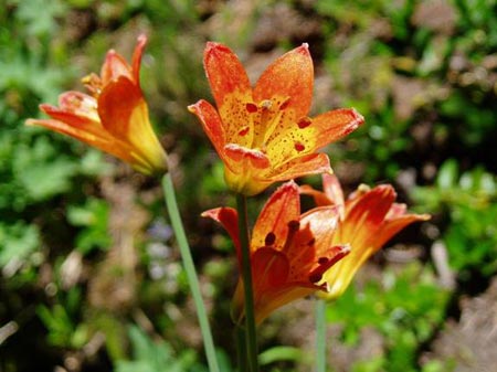 wildflower photo