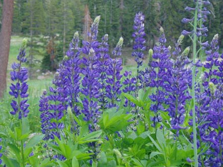 wildflower photo