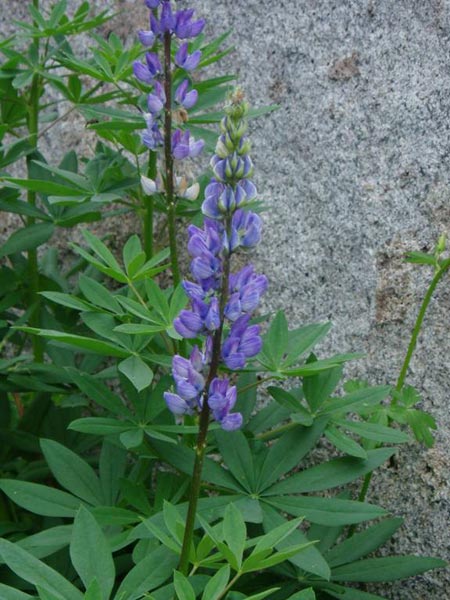 wildflower photo