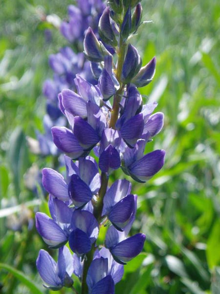 wildflower photo