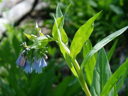 wildflower photo