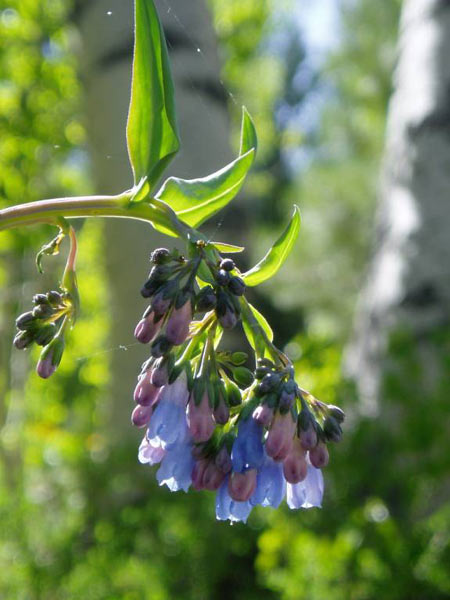 wildflower photo