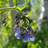 wildflower photo