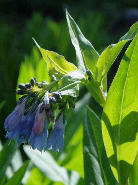 wildflower photo