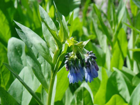 wildflower photo